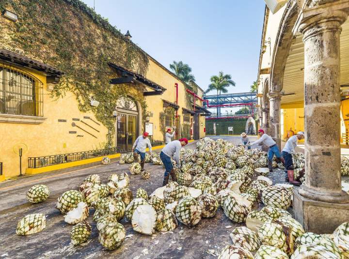 la rojena jose cuervo
